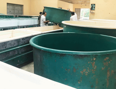 Nuôi lươn không bùn bằng công nghệ tuần hoàn