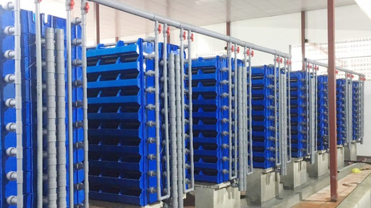 Nuôi cua biển trên cạn